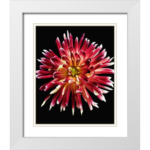 Dahlia 4 White Modern Wood Framed Art Print with Double Matting by Reynolds, Richard