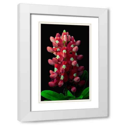 Aggie Bluebonnet White Modern Wood Framed Art Print with Double Matting by Reynolds, Richard