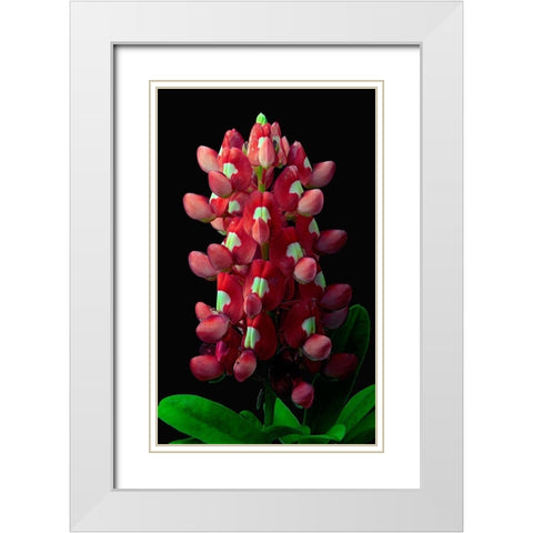 Aggie Bluebonnet White Modern Wood Framed Art Print with Double Matting by Reynolds, Richard