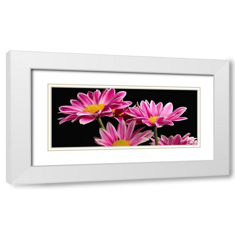 African Daisy White Modern Wood Framed Art Print with Double Matting by Reynolds, Richard