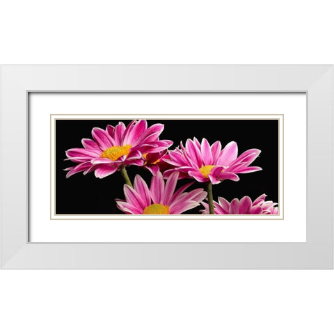 African Daisy White Modern Wood Framed Art Print with Double Matting by Reynolds, Richard