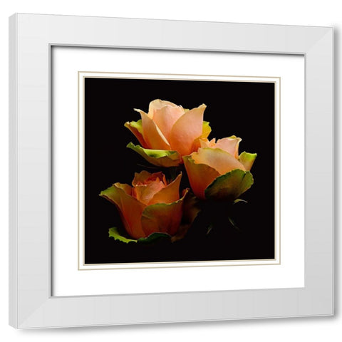 Garden Rose 1 White Modern Wood Framed Art Print with Double Matting by Reynolds, Richard