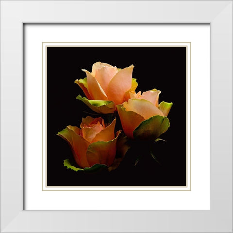 Garden Rose 1 White Modern Wood Framed Art Print with Double Matting by Reynolds, Richard