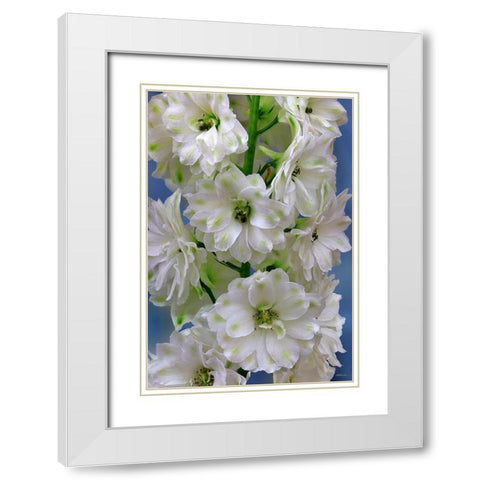 Delphinium Double Innocence White Modern Wood Framed Art Print with Double Matting by Reynolds, Richard