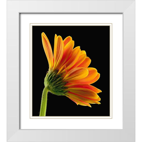 Gerbera Daisy White Modern Wood Framed Art Print with Double Matting by Reynolds, Richard