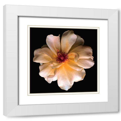 Butterfly Rose White Modern Wood Framed Art Print with Double Matting by Reynolds, Richard
