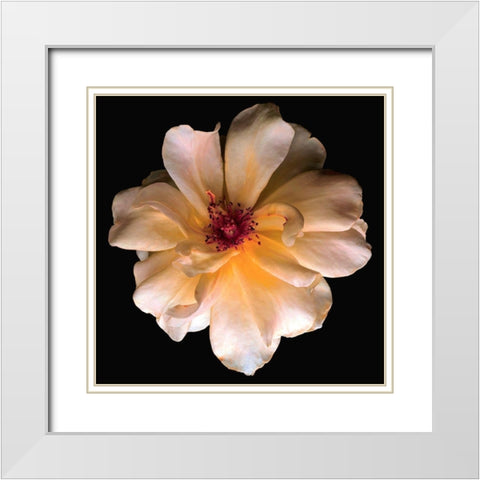 Butterfly Rose White Modern Wood Framed Art Print with Double Matting by Reynolds, Richard