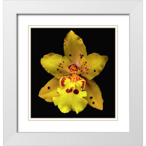 Orchid Odontocidium - Mayfair White Modern Wood Framed Art Print with Double Matting by Reynolds, Richard