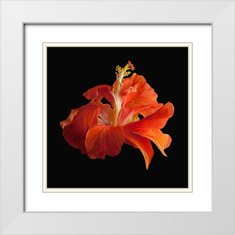 Tropical Hibiscus ~ Double Orange White Modern Wood Framed Art Print with Double Matting by Reynolds, Richard