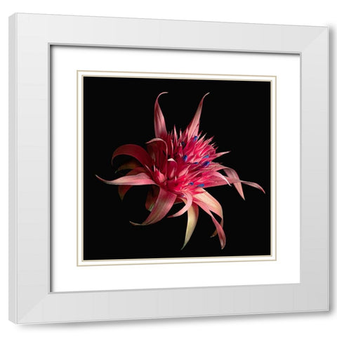 Silver Vase Bromeliad White Modern Wood Framed Art Print with Double Matting by Reynolds, Richard