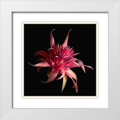 Silver Vase Bromeliad White Modern Wood Framed Art Print with Double Matting by Reynolds, Richard