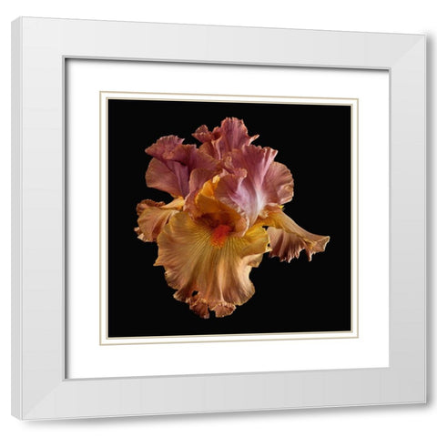 Tall Bearded Iris White Modern Wood Framed Art Print with Double Matting by Reynolds, Richard