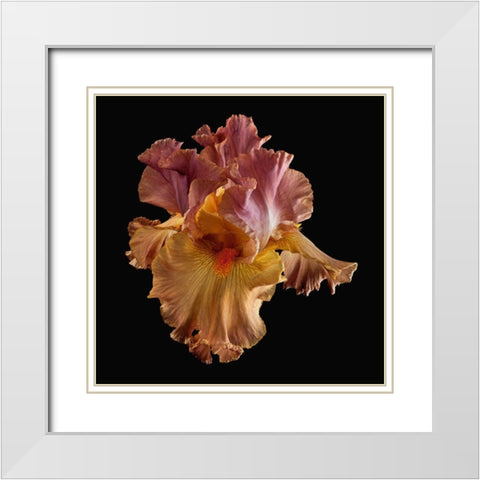 Tall Bearded Iris White Modern Wood Framed Art Print with Double Matting by Reynolds, Richard