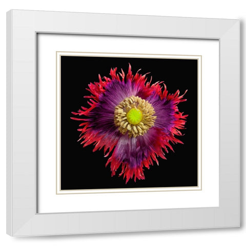 Poppy Drama ~ Queen White Modern Wood Framed Art Print with Double Matting by Reynolds, Richard