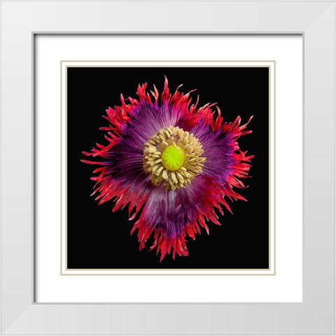 Poppy Drama ~ Queen White Modern Wood Framed Art Print with Double Matting by Reynolds, Richard