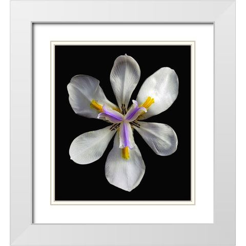 Variegated Cape Iris - Variegata White Modern Wood Framed Art Print with Double Matting by Reynolds, Richard