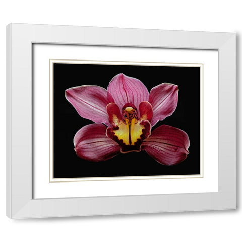 Orchid Eikoh White Modern Wood Framed Art Print with Double Matting by Reynolds, Richard