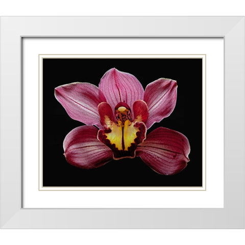 Orchid Eikoh White Modern Wood Framed Art Print with Double Matting by Reynolds, Richard