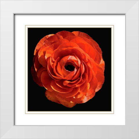 Persian Butercup White Modern Wood Framed Art Print with Double Matting by Reynolds, Richard