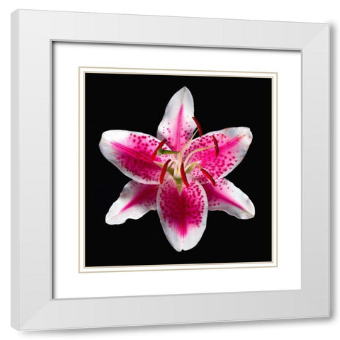 Oriental Lily ~ Stargazer White Modern Wood Framed Art Print with Double Matting by Reynolds, Richard