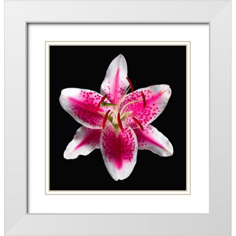 Oriental Lily ~ Stargazer White Modern Wood Framed Art Print with Double Matting by Reynolds, Richard