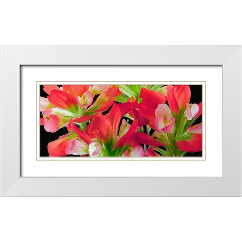 Indian Paintbrush White Modern Wood Framed Art Print with Double Matting by Reynolds, Richard