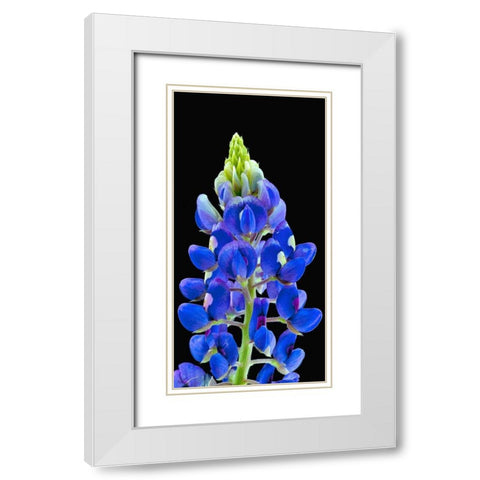 Texas Bluebonnet White Modern Wood Framed Art Print with Double Matting by Reynolds, Richard