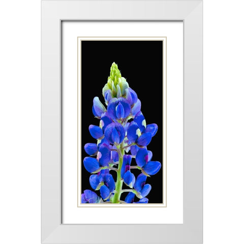 Texas Bluebonnet White Modern Wood Framed Art Print with Double Matting by Reynolds, Richard