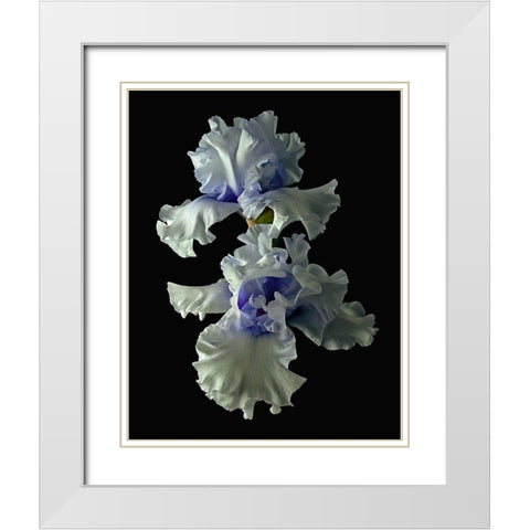 Tall Bearded Iris - Willamette Mist White Modern Wood Framed Art Print with Double Matting by Reynolds, Richard