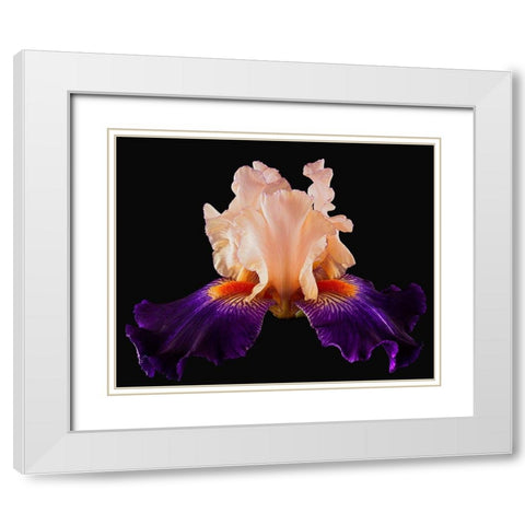 Tall Bearded Iris Zandra White Modern Wood Framed Art Print with Double Matting by Reynolds, Richard