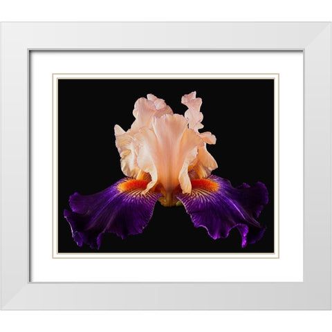 Tall Bearded Iris Zandra White Modern Wood Framed Art Print with Double Matting by Reynolds, Richard