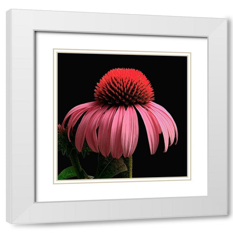 Purple Cone Flower White Modern Wood Framed Art Print with Double Matting by Reynolds, Richard