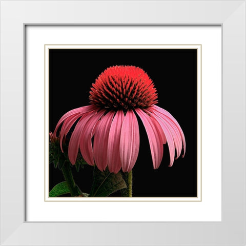 Purple Cone Flower White Modern Wood Framed Art Print with Double Matting by Reynolds, Richard