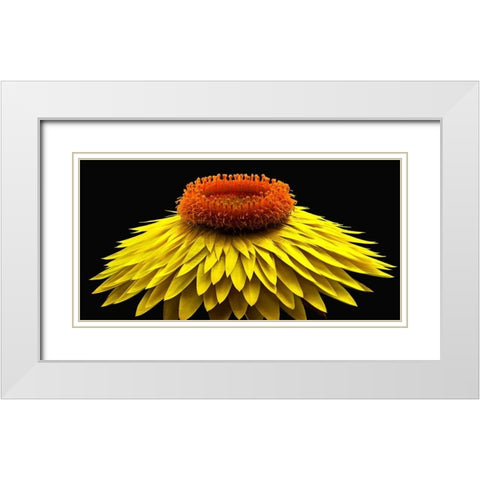 Strawflower White Modern Wood Framed Art Print with Double Matting by Reynolds, Richard