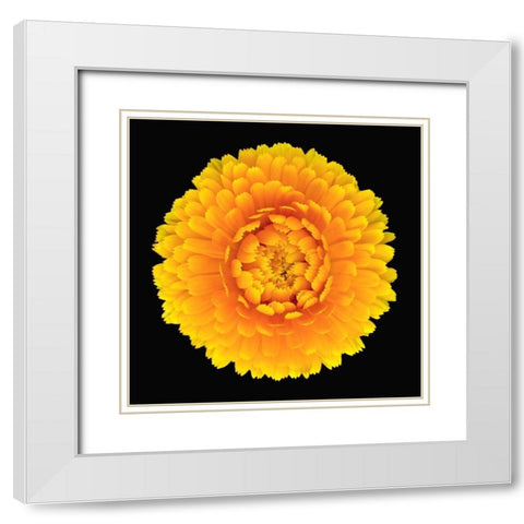 Pot Marigold White Modern Wood Framed Art Print with Double Matting by Reynolds, Richard