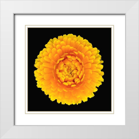Pot Marigold White Modern Wood Framed Art Print with Double Matting by Reynolds, Richard