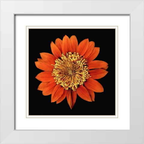 Treasure Flower - Orange Gnome White Modern Wood Framed Art Print with Double Matting by Reynolds, Richard