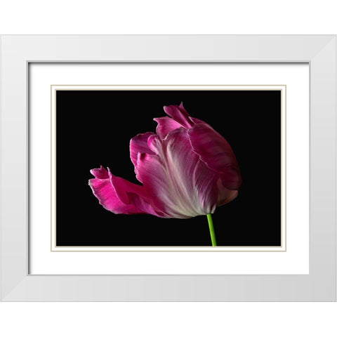 Parrot Tulip White Modern Wood Framed Art Print with Double Matting by Reynolds, Richard