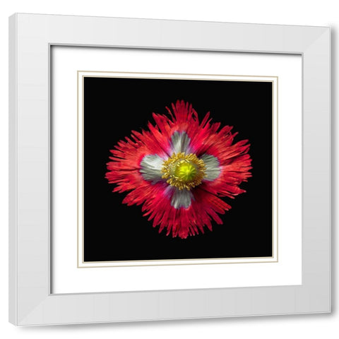 Poppy ~ Danish Flag White Modern Wood Framed Art Print with Double Matting by Reynolds, Richard