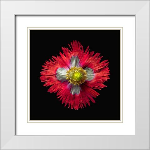 Poppy ~ Danish Flag White Modern Wood Framed Art Print with Double Matting by Reynolds, Richard
