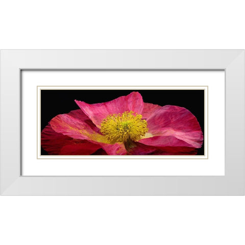 Shirley Poppy White Modern Wood Framed Art Print with Double Matting by Reynolds, Richard