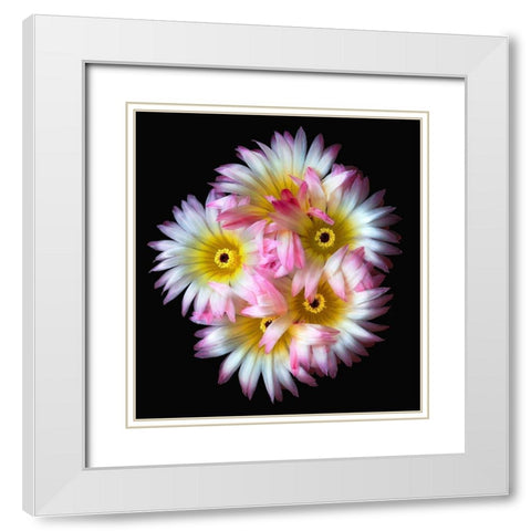 Pink Yellow Ball Cactus White Modern Wood Framed Art Print with Double Matting by Reynolds, Richard