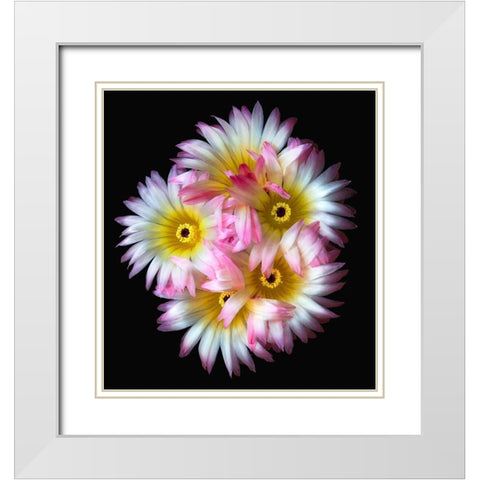 Pink Yellow Ball Cactus White Modern Wood Framed Art Print with Double Matting by Reynolds, Richard