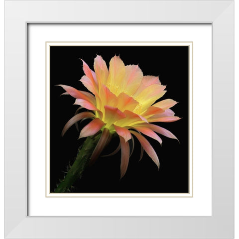 Echinopsis Cactus Napea White Modern Wood Framed Art Print with Double Matting by Reynolds, Richard