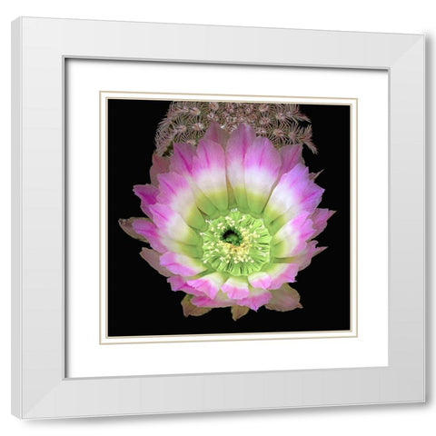 Texas Rainbow Cactus White Modern Wood Framed Art Print with Double Matting by Reynolds, Richard