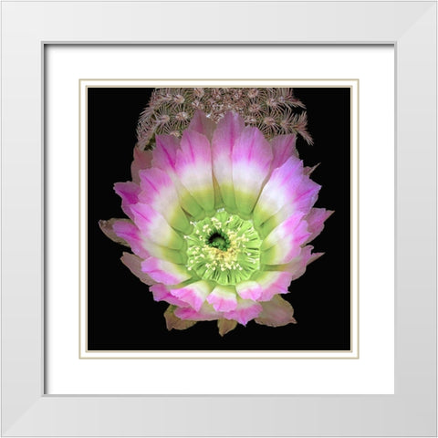 Texas Rainbow Cactus White Modern Wood Framed Art Print with Double Matting by Reynolds, Richard