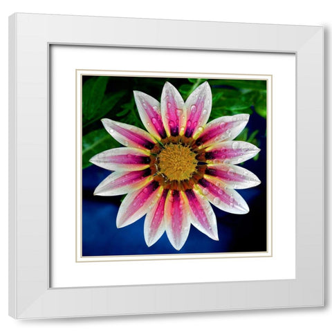 Gazania White Modern Wood Framed Art Print with Double Matting by Reynolds, Richard