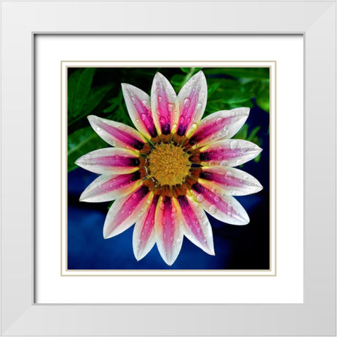 Gazania White Modern Wood Framed Art Print with Double Matting by Reynolds, Richard