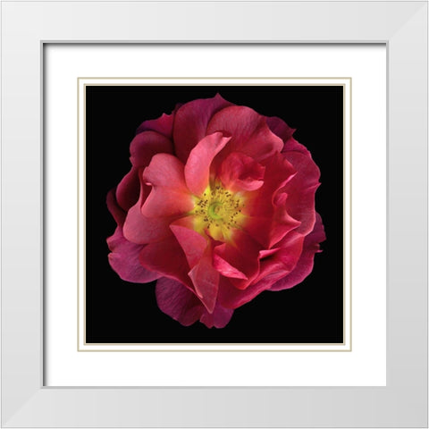 Cinco De Mayo White Modern Wood Framed Art Print with Double Matting by Reynolds, Richard