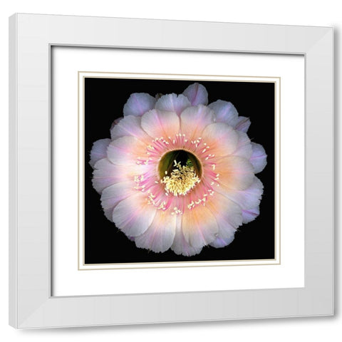 Echinopsis Cactus Keepsake White Modern Wood Framed Art Print with Double Matting by Reynolds, Richard